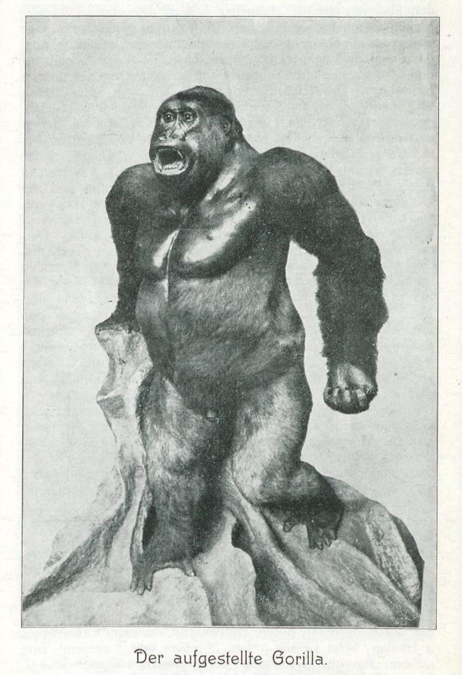 Der aufgestellte Gorilla, Seite aus der Broschüre des Museums Umlauff, 1901
