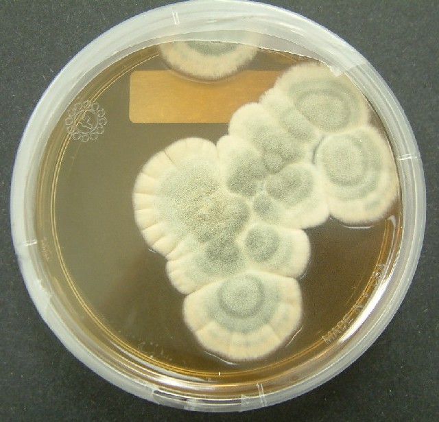 Penicillium-Schimmelkultur, Quelle des Antibiotikums Penicillin