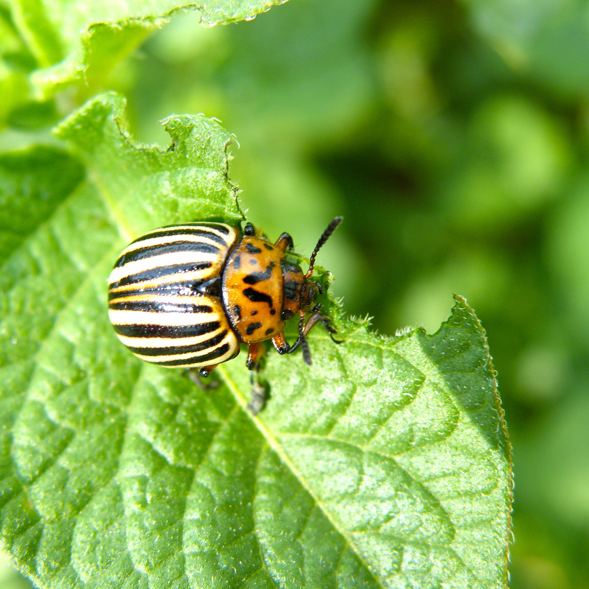 Der Kartoffelkäfer (Leptinotarsa decemlineata)