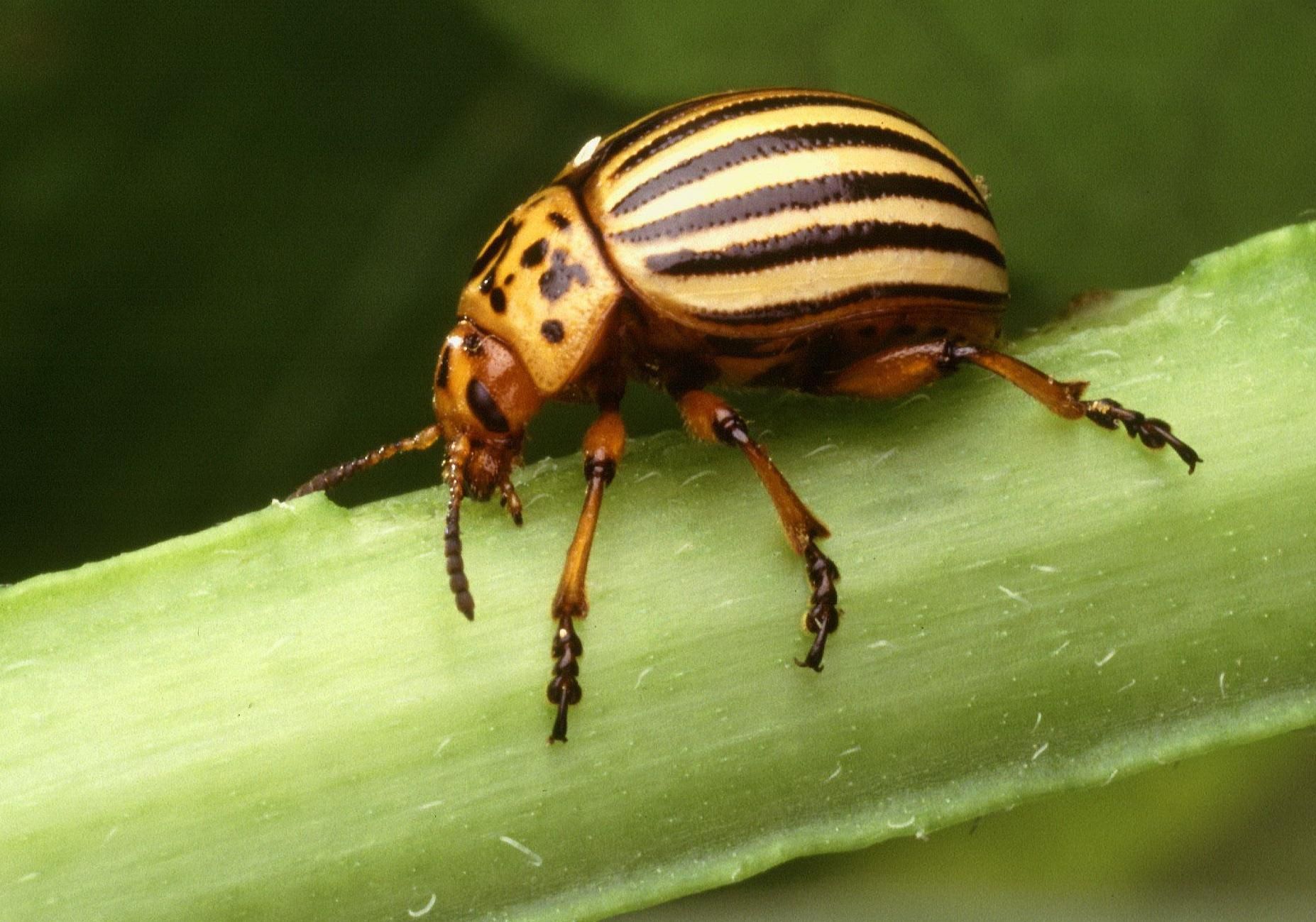 Ausgewachsener Kartoffelkäfer (Leptinotarsa decemlineata)