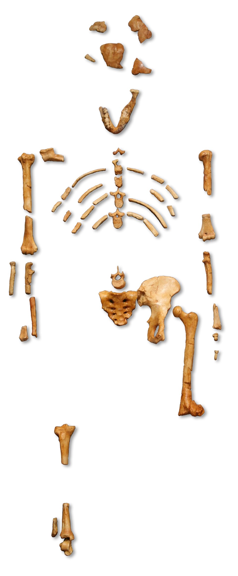 Rekonstruiertes Skelett des Vormenschen „Lucy"