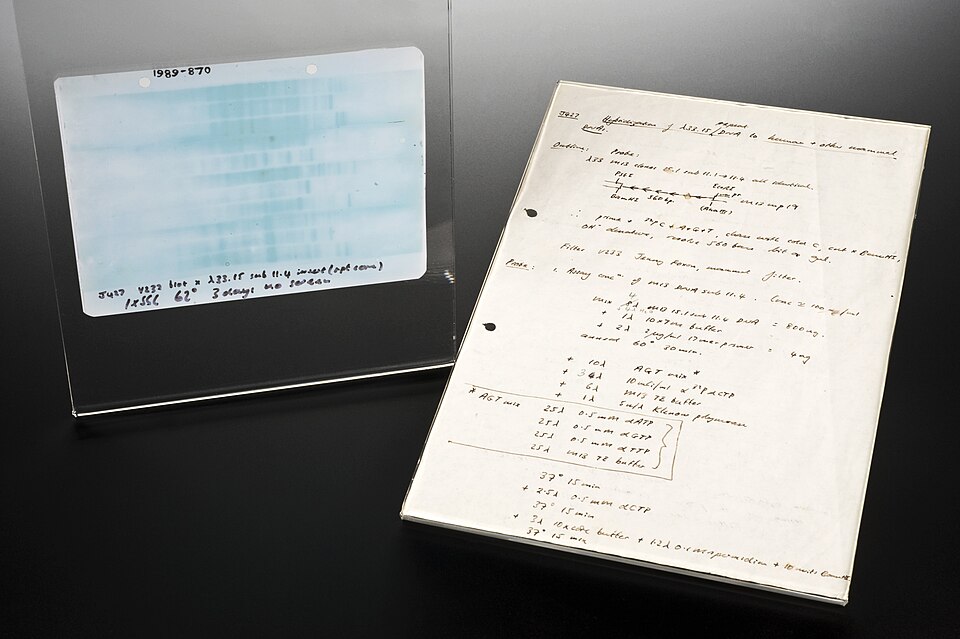Autoradiograph des ersten genetischen Fingerabdrucks von 1984