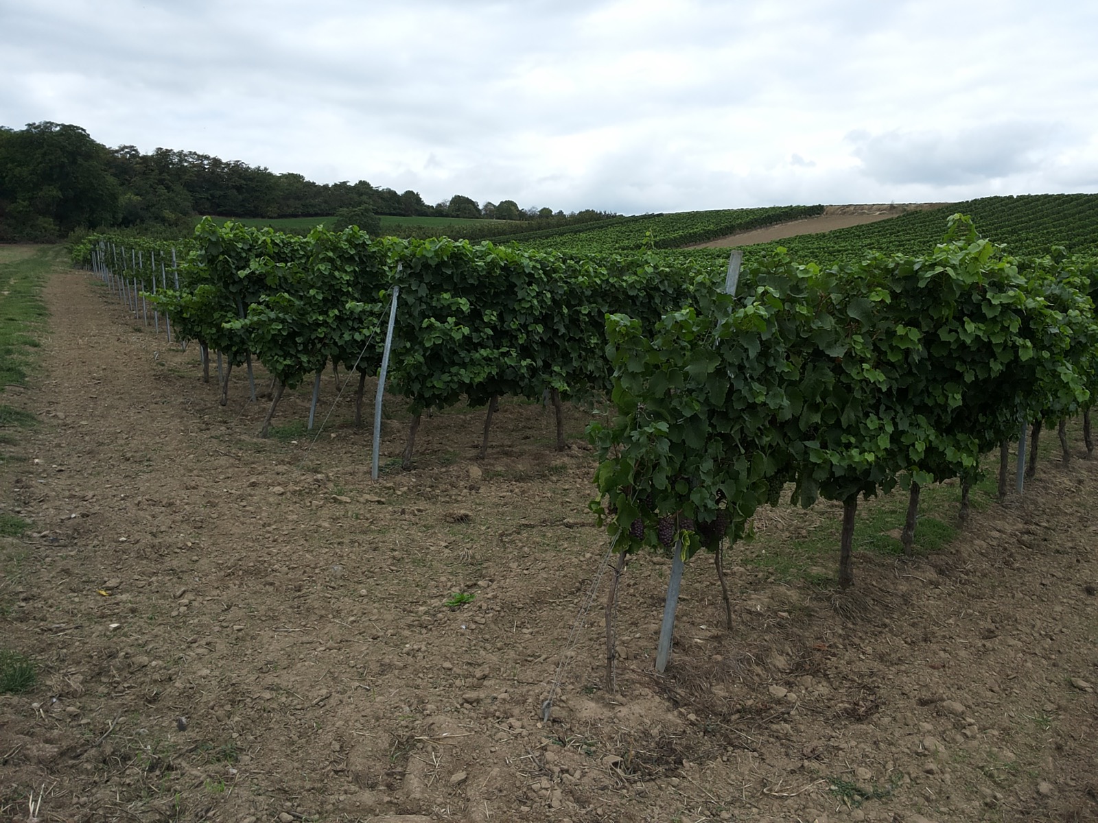 Weinberg bei Mainz-Bretzenheim in Rheinhessen