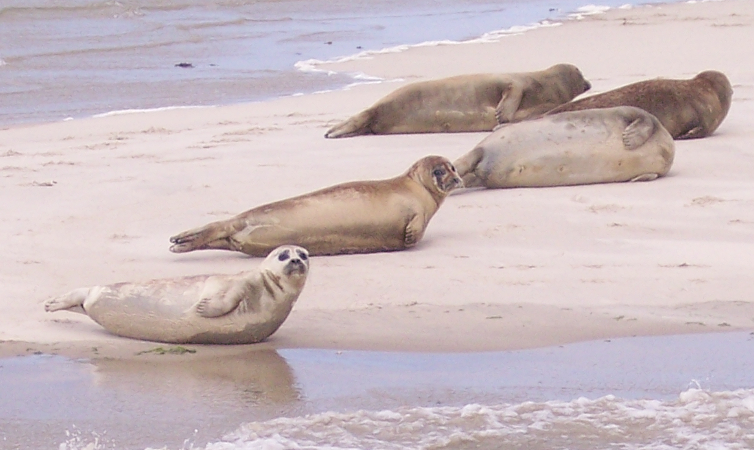 Gewöhnlicher Seehund (Phoca vitulina), von der Staupe-Epidemie 1988 betroffene Art