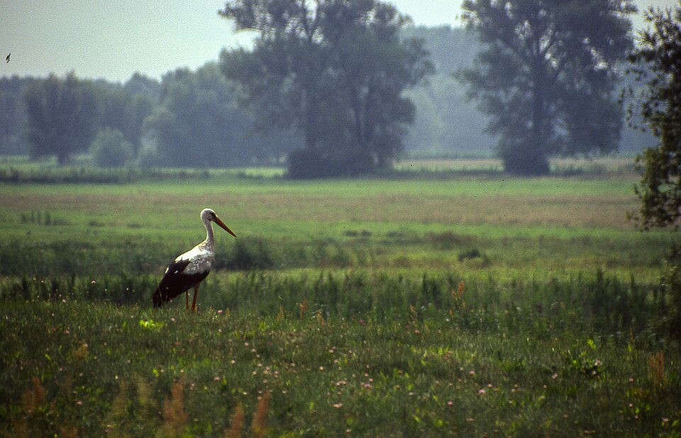Hochwasser an der Oder im Juli 1997