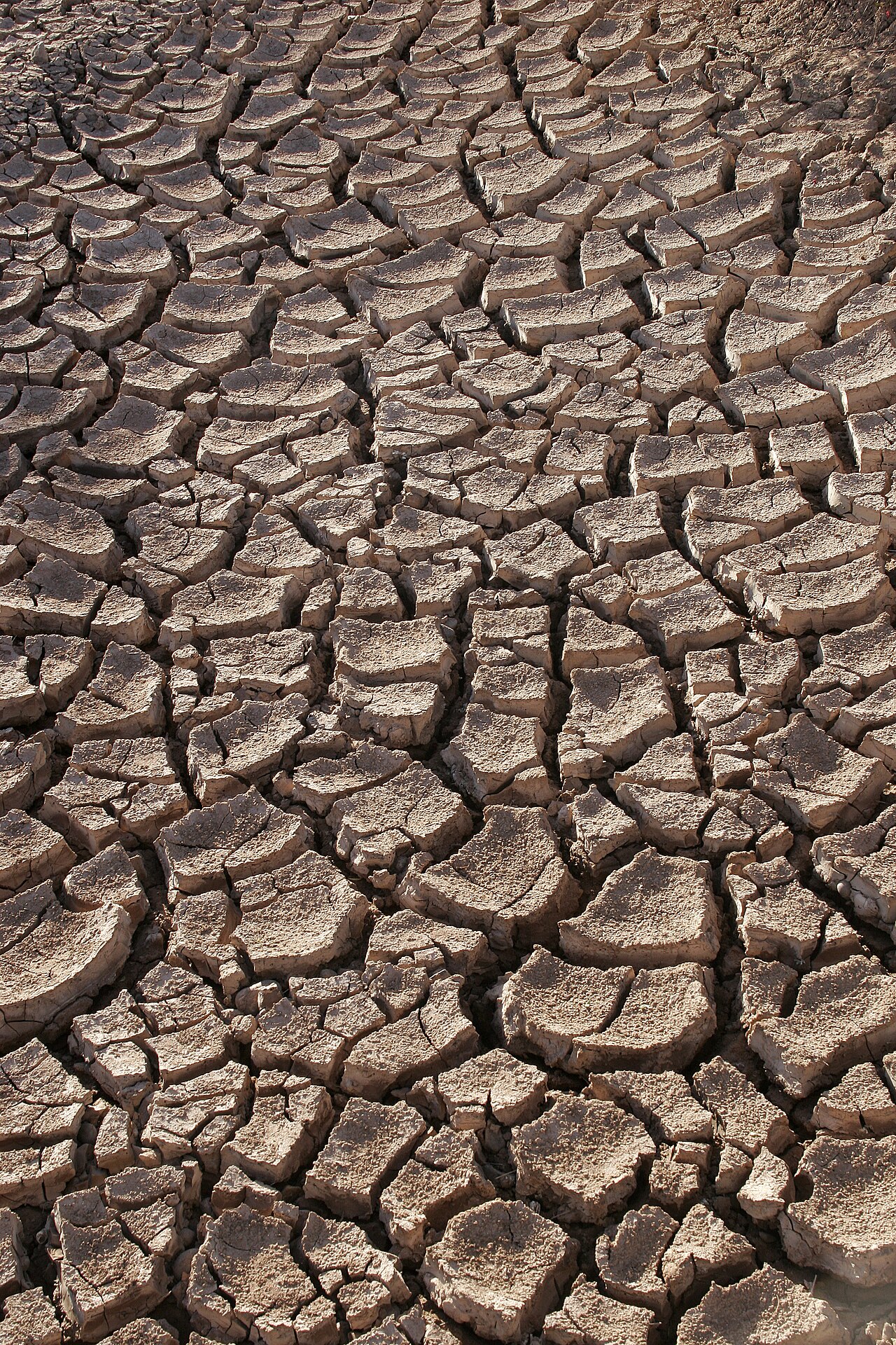Ausgetrocknetes Feld — 2003 bringt der Jahrhundertsommer Rekordhitze